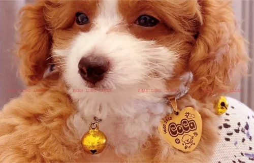 PetTag – Bảng tên Thú Cưng làm theo yêu cầu Lấy Liền 10k-90k